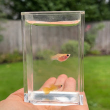 Load image into Gallery viewer, Yellow Lace Glass Belly Guppy Pair
