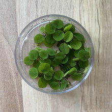 Load image into Gallery viewer, Salvinia Minima | Live Floating Plant
