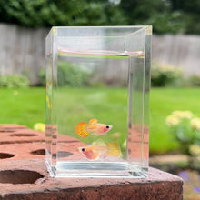 Load image into Gallery viewer, Sunrise Mosaic Glass Belly Guppy Pair
