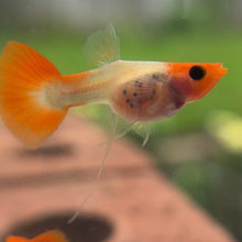 Load image into Gallery viewer, Ribboned Orange Koi Glass Belly Guppy Pair
