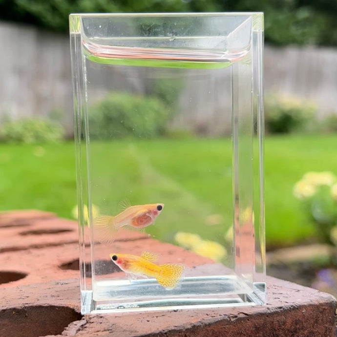 Yellow Lace Glass Belly Guppy Pair