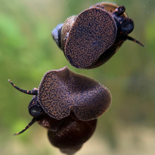 Load image into Gallery viewer, Blueberry Snail Breeding Pair
