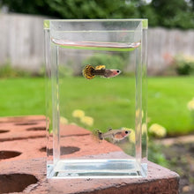 Load image into Gallery viewer, Bumblebee Mosaic Glass Belly Guppy Pair
