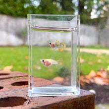 Load image into Gallery viewer, Sunset Mosaic Glass Belly Guppy Pair
