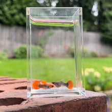 Load image into Gallery viewer, Pumpkin Koi Glass Belly Guppy Pair
