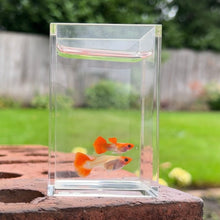 Load image into Gallery viewer, Orange Koi Glass Belly Guppy Pair
