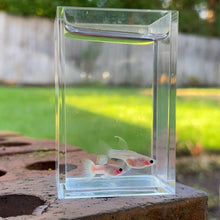 Load image into Gallery viewer, Ribboned Pingu Glass Belly Guppy Pair
