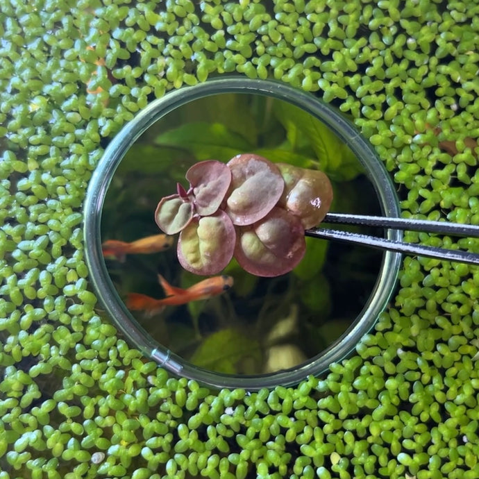Red Root Floaters | Live Floating Plant