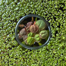 Cargar imagen en el visor de la galería, Floating Plant Multi-Pack | Live Floating Plants
