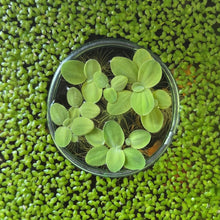 Cargar imagen en el visor de la galería, Dwarf Water Lettuce | Live Floating Plant
