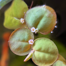 Load image into Gallery viewer, Flowered Red Root Floaters | Live Floating Plant
