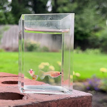 Load and play video in Gallery viewer, Skittle Glass Belly Guppy Pair
