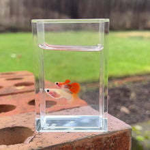 Load and play video in Gallery viewer, Blonde Glass Belly Guppy Pair
