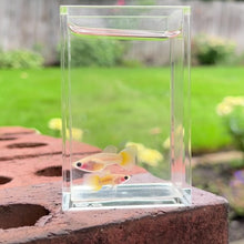 Load and play video in Gallery viewer, Banana Glass Belly Guppy Pair
