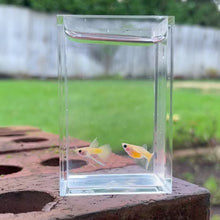Load and play video in Gallery viewer, Ribboned Gold Glass Belly Guppy Pair
