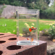 Load and play video in Gallery viewer, Pumpkin Glass Belly Guppy Pair

