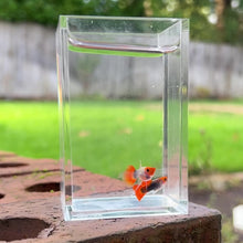 Load and play video in Gallery viewer, Ribboned Pumpkin Koi Glass Belly Guppy Pair
