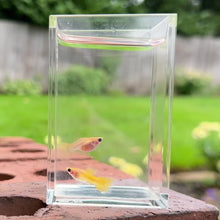Load and play video in Gallery viewer, Yellow Lace Glass Belly Guppy Pair
