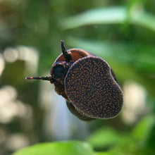 Load and play video in Gallery viewer, Blueberry Snail (Viviparus sp.)
