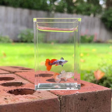 Load and play video in Gallery viewer, Dumbo Red Guppy Pair
