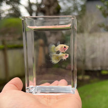 Load and play video in Gallery viewer, Zombie Glass Belly Guppy Pair
