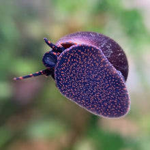 Load and play video in Gallery viewer, Blueberry Snail Pair

