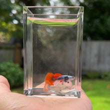 Cargar y reproducir el video en el visor de la galería, Dumbo Red Guppy Pair
