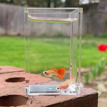 Load and play video in Gallery viewer, Autumn Glass Belly Guppy Pair
