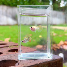 Load and play video in Gallery viewer, Sunset Mosaic Glass Belly Guppy Pair
