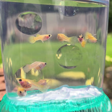 Load and play video in Gallery viewer, Breeder Pack Yellow Lace Glass Belly Guppy
