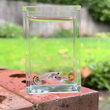 Load and play video in Gallery viewer, Red Tiger Mosaic Glass Belly Guppy Pair
