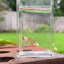 Load and play video in Gallery viewer, Tiger Koi Mosaic Glass Belly Guppy Pair
