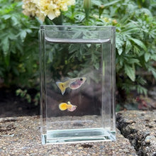 Load and play video in Gallery viewer, Yellow Koi Glass Belly Guppy Pair
