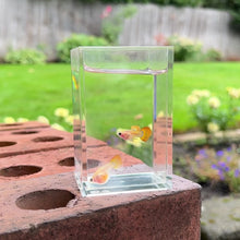 Load and play video in Gallery viewer, Sunrise Mosaic Glass Belly Guppy Pair
