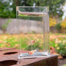 Load and play video in Gallery viewer, Ribboned Shark Fin Glass Belly Guppy Pair
