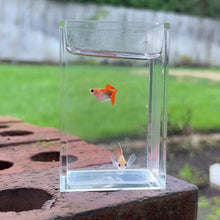 Load and play video in Gallery viewer, Ribboned Clementine Glass Belly Guppy Pair
