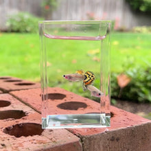 Load and play video in Gallery viewer, Yellow Tiger Mosaic Glass Belly Guppy Pair
