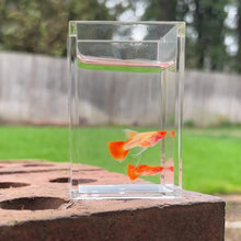 Load and play video in Gallery viewer, Ribboned Albino Orange Koi Glass Belly Guppy Pair
