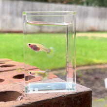 Load and play video in Gallery viewer, Zombie Glass Belly Guppy Pair
