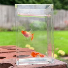 Load and play video in Gallery viewer, Ribboned Orange Koi Glass Belly Guppy Pair

