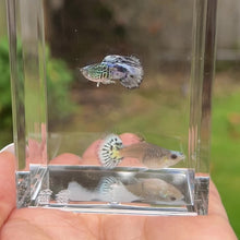 Cargar y reproducir el video en el visor de la galería, Short Blue Koi Snake Skin Guppy Pair
