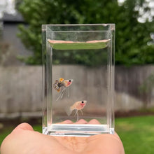 Load and play video in Gallery viewer, Ribboned Tucan Glass Belly Guppy Pair
