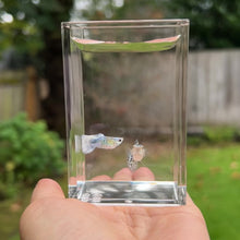 Cargar y reproducir el video en el visor de la galería, Short Crystal Blue Koi Snake Skin Guppy Pair
