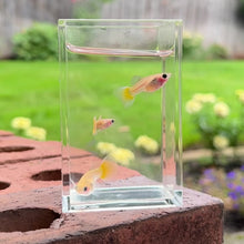 Load and play video in Gallery viewer, Banana Glass Belly Guppy Trio
