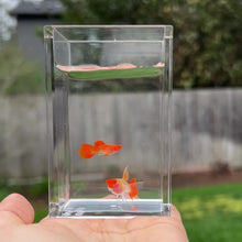 Load and play video in Gallery viewer, Ribboned Albino Orange Koi Glass Belly Guppy Pair
