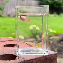 Load and play video in Gallery viewer, 2 Pregnant Banana Glass Belly Guppy Fish

