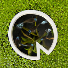 Load image into Gallery viewer, Lily Pad Portal Feeding Ring
